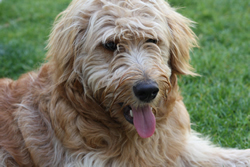 Goldendoodle